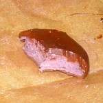Cross-Section