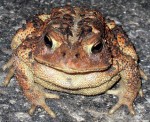 Toad Photo by Flickr User bdjsb7