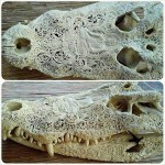 Carved Skull