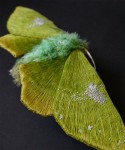 Fluffy Moth